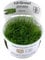 Tropica Vesicularia dubyana 'Christmas' 1-2-GROW!