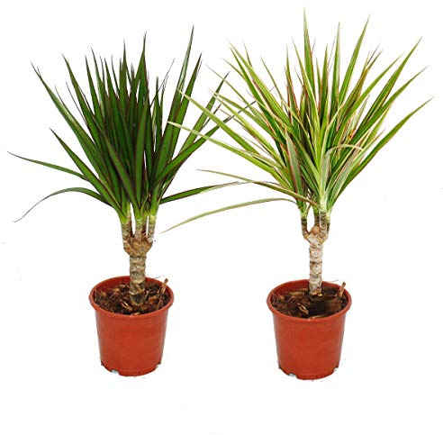 Exotenherz - Set aus 2 verschiedenen Drachenbäumen - Dracaena marginata + Dracaena marginata Bicolor