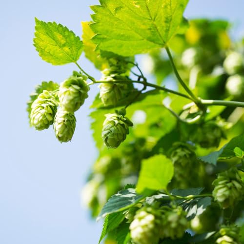 150 pcs wilder hopfen samen, hopfen pflanze kaufen, outdoor pflanzen, exotische pflanzen winterhart hopfen samen zum pflanzen - Humulus lupulus - blumenbeet, steingartenpflanzen winterhart
