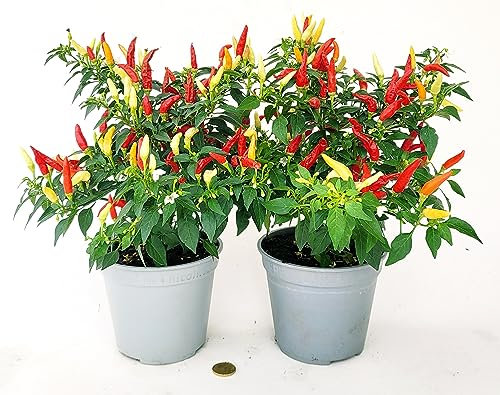 POWERS TO FLOWERS - PEPERONCINO PICCANTE FUOCO DELLA PRATERIA BIO, 2 PIANTE, Vaso 14cm, piante vere