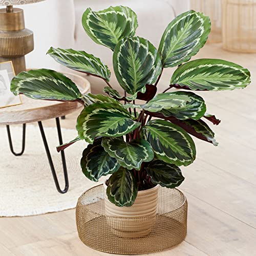 Calathea Medaillon - große Zimmerpflanze, immergrün, hoch, selten