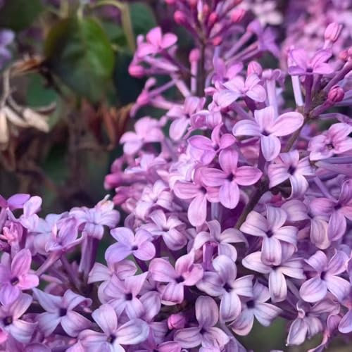 80 pz semi resistenti piante lilla - vasi per piante di alberi del giardino decorazione dei fiori piante esotiche resistenti, semi di chiodi di garofano, vaso per