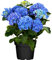 DECOALIVE Hortensia Hydrangea Macrophylla Flor de Exterior e Interior Planta Natural
