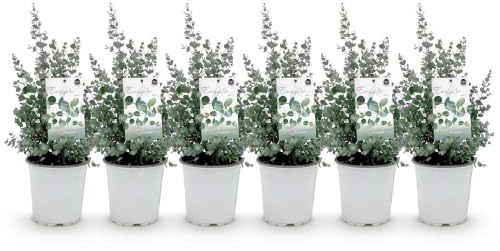 GreenboutiQ - Terrassenpflanze - Eukalyptusbaum - Eukalyptus gunnii - Grau - 6 Pflanzen - Winterhart - Topf 17cm Höhe 40cm