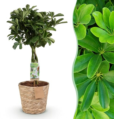 Schefflera Nora - Fingerbaum - Pflegeleicht - mit Korb - Grün - 70-82cm - Ø21cm - Zimmerpflanze - Immergrün