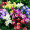 100 graines/Lot, mélange Columbine ancolie Viridiflora Abat-jour vivaces Graines de fleurs