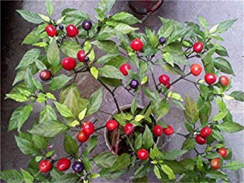 Kirsche Pfeffer sät Gemüse Hausgarten Bonsai Chile Pflanze Nicht-GVO-Garten-Dekoration Küche Würzen von Speisen 200 PC 16