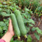 20 pcs Luffa Samen Bio Pflanzen Winterhart Draußen Planzen Luffa Gurke Kaufen Balkonpflanzen Samen Gemüse Kräutersamen Deko Blumen Alte Gemüsesorten Garten Geschenke Für Männer Gemüse