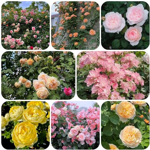 Semillas de rosal, semillas de rosa trepadora. planta trepadora jardín de plantas trepadoras semillas afuera plantas de otoño, Plantas resistentes para el jardín, plantas raras bonsai 150pcs
