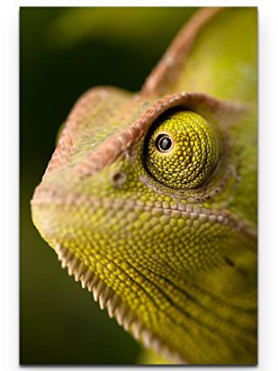 Paul Sinus Art Leinwandbilder | Bilder Leinwand 90x60cm Kopf eines Chamäleon