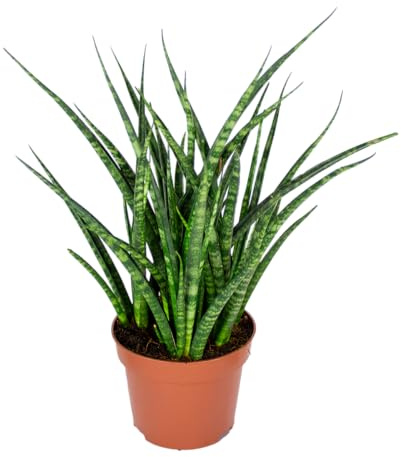 Bloomique - Sansevieria Fernwood Punk - Schwiegermutterzunge - Bogenhanf - Zimmerpflanzen - Luftreinigend - Sehr pflegeleicht - Höhe 20-30 cm - Topf 12 cm