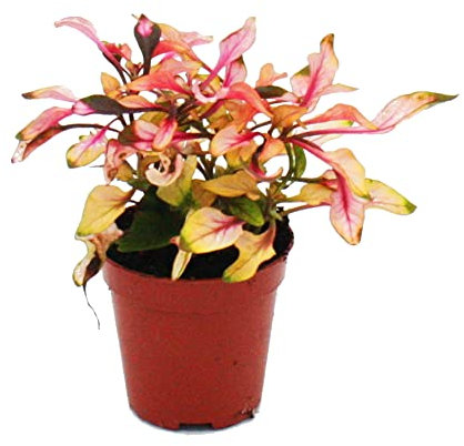 Exotenherz - Mini-Pflanze - Alternanthera dentata - Josefsmantel - Papageienblatt - Ideal für kleine Schalen und Gläser - Baby-Plant im 5,5cm Topf