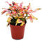 Exotenherz - Mini-Pflanze - Alternanthera dentata - Josefsmantel - Papageienblatt - Ideal für kleine Schalen und Gläser - Baby-Plant im 5,5cm Topf