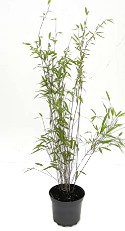 Bambus Fargesia nitida 'Black Pearl' 3 Liter Topf, 60-80 cm