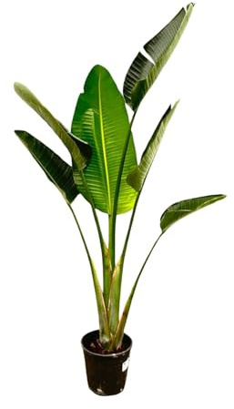 Strelitzia Augusta - 170-180cm - Ø30cm - Planta de interior - Hojas perennes