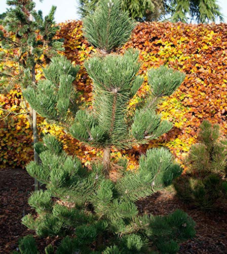 Österreichische Schwarzkiefer Oregon Green 20-25cm - Pinus nigra - lebende Gartenpflanze aus den Baumschulen