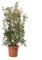 KENTIS - Plante Pistachier Lentisque - Pistacia Lentiscus - Vraies Plantes d'Extérieur Résistantes - Plante de Haie de Jardin - H 80-100 cm Pot de Culture Ø 24 cm