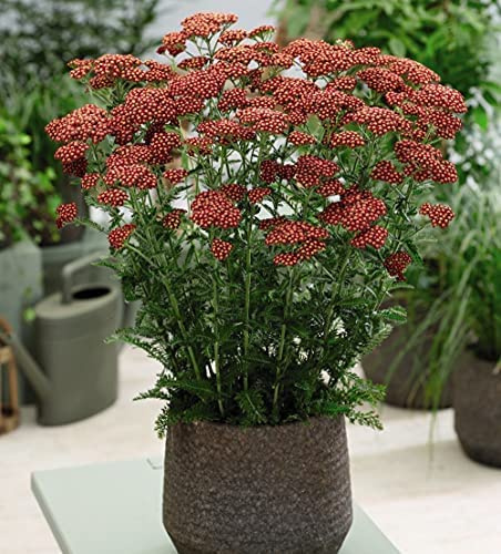 Achillea Flowering Garden Plant Outdoor Millefolium Cerise Queen, Hardy Perennials, 60 x Plugs by Thompson and Morgan