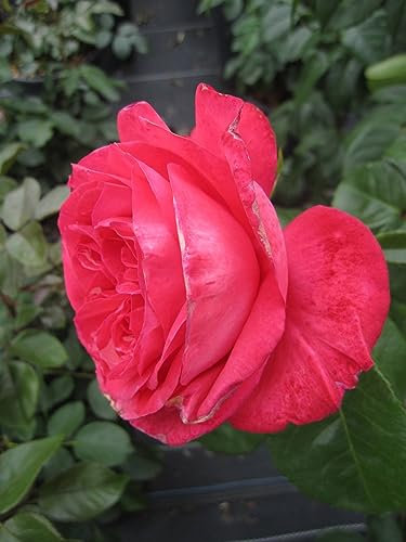 Rosa Cherry Lady ® - Edelrose Cherry Lady ® - Kordes Rose - 2012