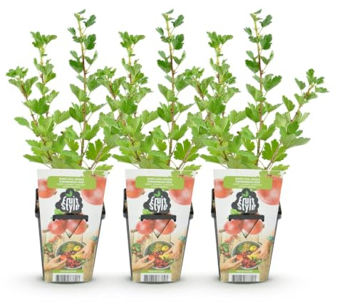 GreenboutiQ - Obstpflanzen - Stachelbeere - Ribes uva-crispa Hinnonmaki Rod - Winterhart - 3 Pflanzen - Topf 9 cm - Rote Beere