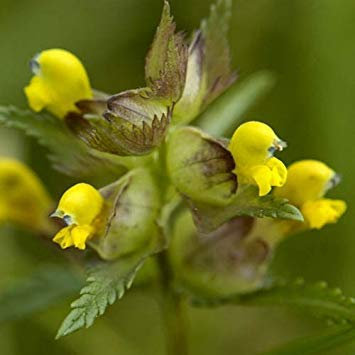 - Rhinanthus Minor Seeds
