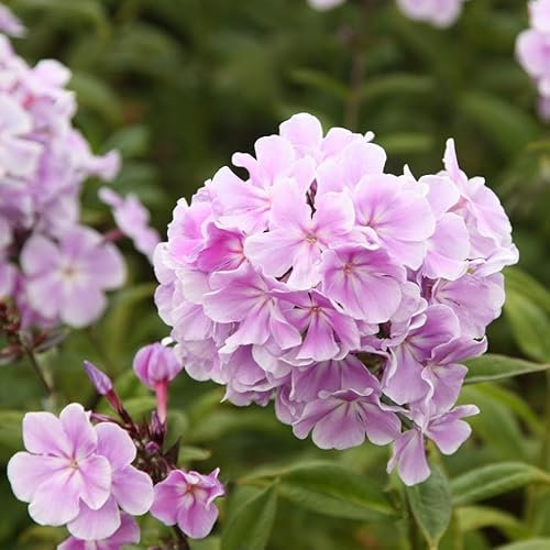 Plant Theory Franz Schubert Border Phlox Perennials Flowering Plants Phlox Paniculata 2L Pot