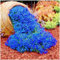 700 Semillas de Tomillo Rastrero Multicolor - Semillas de Flores Fáciles de Plantar - Ideal para Jardinería en Macetas, Balcones y Jardines (Azul)
