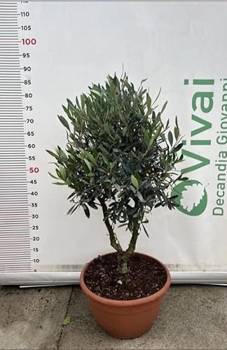 ALBERO DI ULIVO CIPRESSINO 'OLEA EUROPAEA ORNAMENTALE' CIOTOLA 30 (foto reale)