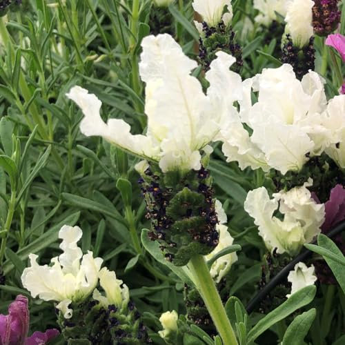 French Lavender 'Lavita White'. 9cm Plant x 2. White Flowering French Lavender. Ideal for pollinators and Cottage Gardens. Available from Bedwen Plants