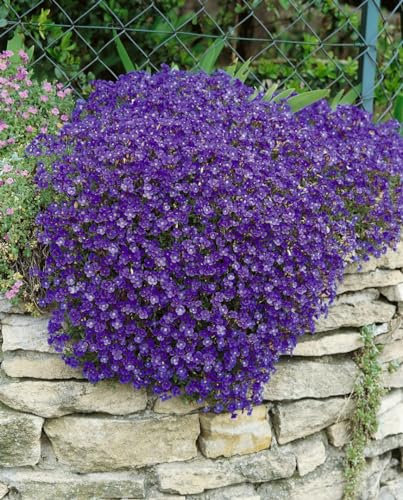 Aubrieta x cultorum 'Cascade Blue' ca. 9x9 cm Topf - Blaukissen, blaue Blüten, Blütezeit April-Mai, ideal für Steingärten, winterhart, pflegeleicht