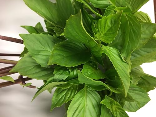 Grossblättriges Thaibasilikum - Ocimum Basil Thai large leaf - 20+ Samen F 232