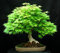 10 Green Japanischer Ahorn (Acer palmatum) Samen Bonsai Ahorn CombSH