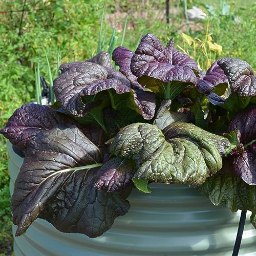 Osaka Purple Mustard Vegetable Baby Leaf Salad Plant Seeds - 1100 Organic Seeds