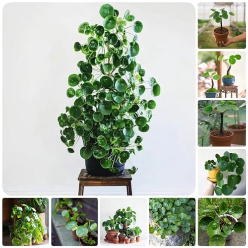 500 pcs Pilea peperomioides samen - kräutergarten küche bonsai topf Seltene Pflanzenserie, heilkräuter pflanztopf dachbegrünung gartenkräuter pflanzensamen kräuterbeet winterfeste