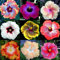 Auf Verkaufs-100pcs Hibiscus Samen 17kinds Hibiscus rosa-sinensis Blumensamen Hibiskus Baum Bonsai für Raum Blumen Topfpflanzen *