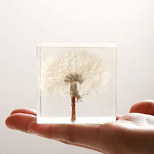 Briefbeschwerer mit echtem Löwenzahn-Motiv, 5 x 5 x 5 cm