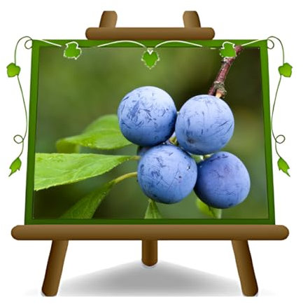 EURO PLANTS VIVAI Prunier Prunus spinosa prunellier épineux plante fruitière en pot de 24 cm hauteur de 120-150 cm