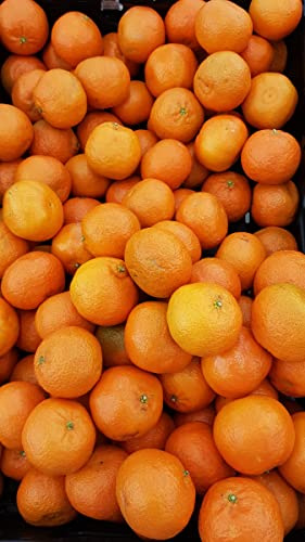 Citrus x clementina greffé sur Volkameriana/Clementinier/Conteneur de 5 à 6 litres/Tigette