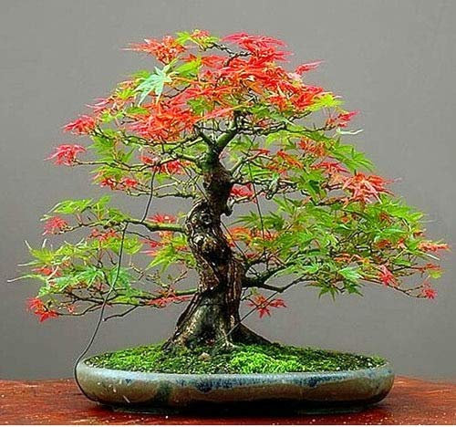 Shopmeeko 20 Stücke Multi-Arten Laub Pflanzen Bonsai Ahorn Pflanze Grün und Lila Farbe Rot Ahorn Bonsai Pflanze Hausgarten Pflanzen: 3