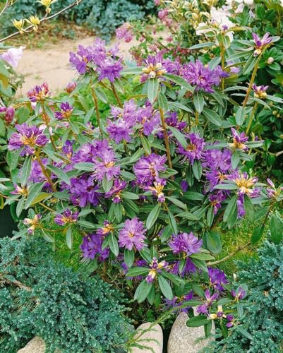 Rhododendron 'Govenianum' 80-90 cm - Immergrüner Rhododendron, rosa Blüten, Blütezeit Mai-Juni, ideal für halbschattige Standorte, winterhart und pflegeleicht