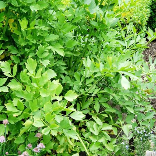 semi di levistico, raro esotico resistenti per giardini rocciosi da balcone resistenti selvatiche per gli amanti del giardino prodotti 100pcs