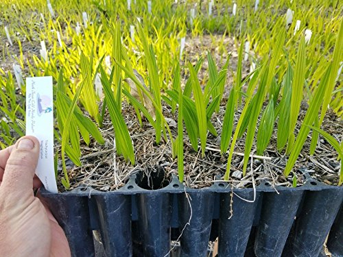 Sämling Trachycarpus wagnerianus Waggy Palm Kalte Hardy -15C / 5F!