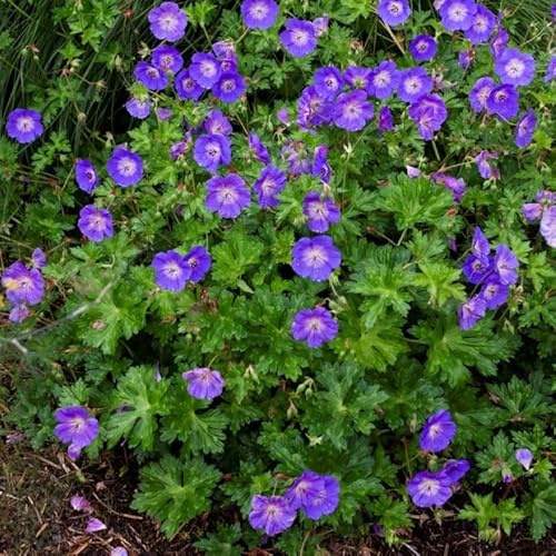 12 x Geranium Rozanne - Storchschnabel in 9x9cm Topf