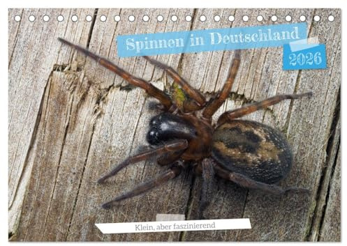 Spinnen in Deutschland (Tischkalender 2026 DIN A5 quer), CALVENDO Monatskalender: Naturwunder ganz nah: Spinnenkalender für Dein Zuhause. (CALVENDO Tiere)