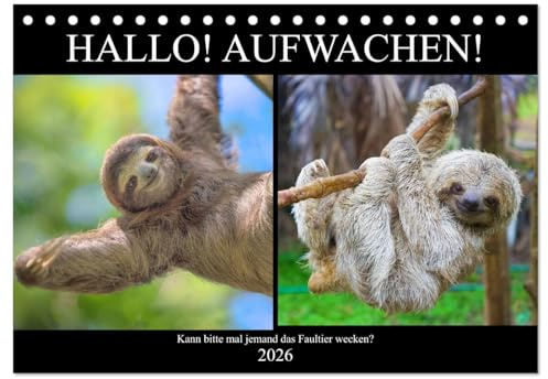 Hallo! Aufwachen! Kann bitte mal jemand das Faultier wecken? (Tischkalender 2026 DIN A5 quer), CALVENDO Monatskalender: Abhängen! Das ganzes Leben lang! (CALVENDO Tiere)