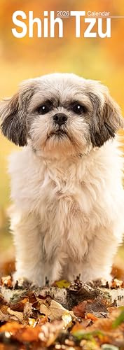 Shih Tzu Slim Calendar 2026 Dog Breed Slimline Calendar - 12 Month