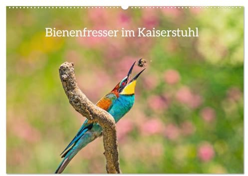Bienenfresser im Kaiserstuhl (Wandkalender 2025 DIN A2 quer), CALVENDO Monatskalender