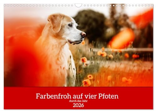 Farbenfroh auf vier Pfoten durch das neue Jahr (Wandkalender 2026 DIN A3 quer), CALVENDO Monatskalender