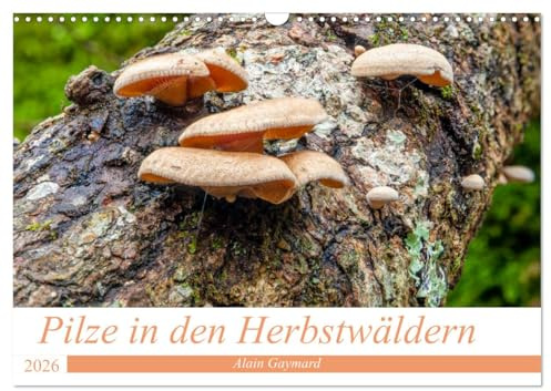 Pilze in den Herbstwäldern (Wandkalender 2026 DIN A3 quer), CALVENDO Monatskalender: Ein Überblick über die Pilze, die unsere Wälder füllen (CALVENDO Natur)
