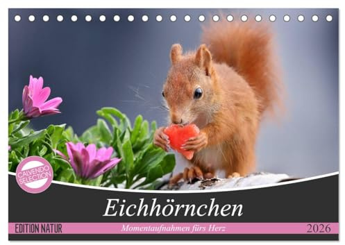 Eichhörnchen Momentaufnahmen fürs Herz (Tischkalender 2026 DIN A5 quer), CALVENDO Monatskalender: Wunderschöne Großaufnahmen entsprechend der jeweiligen Jahreszeit (CALVENDO Tiere)